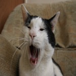 Mister Yawner 1